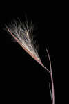 Wetand white bluestem